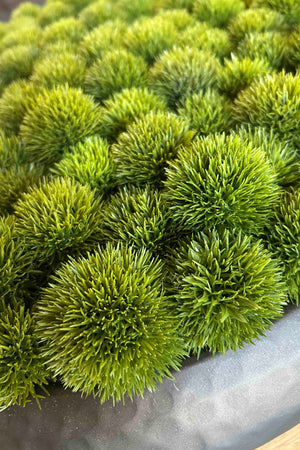 Dianthus in a Rustic Dimpled Black Metal Bowl
