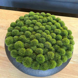 Dianthus in a Rustic Dimpled Black Metal Bowl
