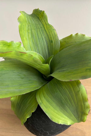 Succulent in a Black Crackled Glass Vase