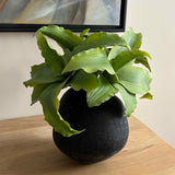 Succulent in a Black Crackled Glass Vase