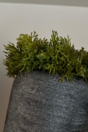 Curly Moss in a Frosted Taupe Glass Vase RTfact Flowers 