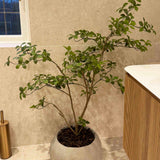 Gardenia Jasmin Leaf h120cm RTfact Flowers 