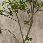 Gardenia Jasmin Leaf h120cm RTfact Flowers 
