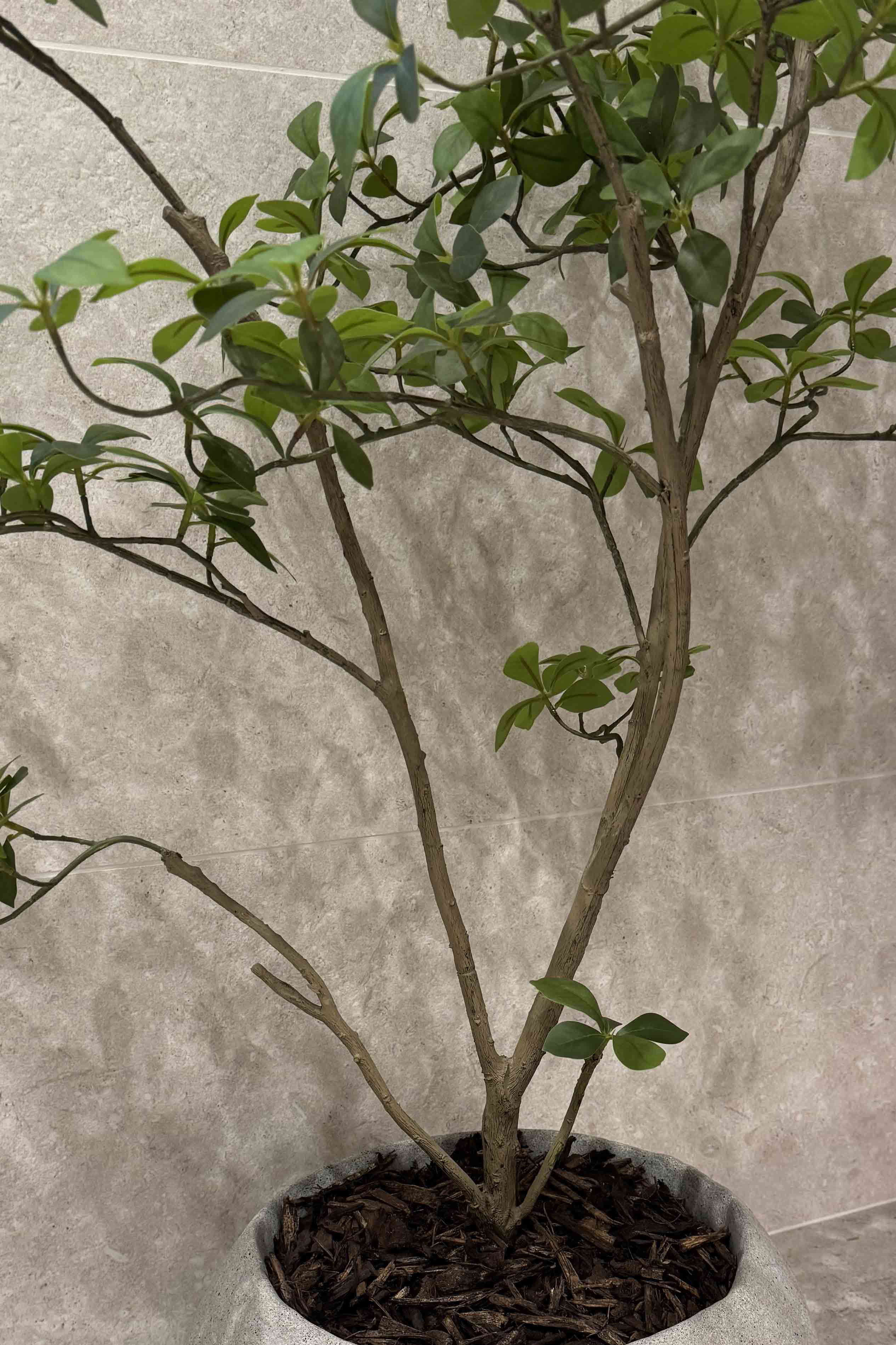 Gardenia Jasmin Leaf h120cm RTfact Flowers 