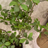 Gardenia Jasmin Leaf h120cm RTfact Flowers 