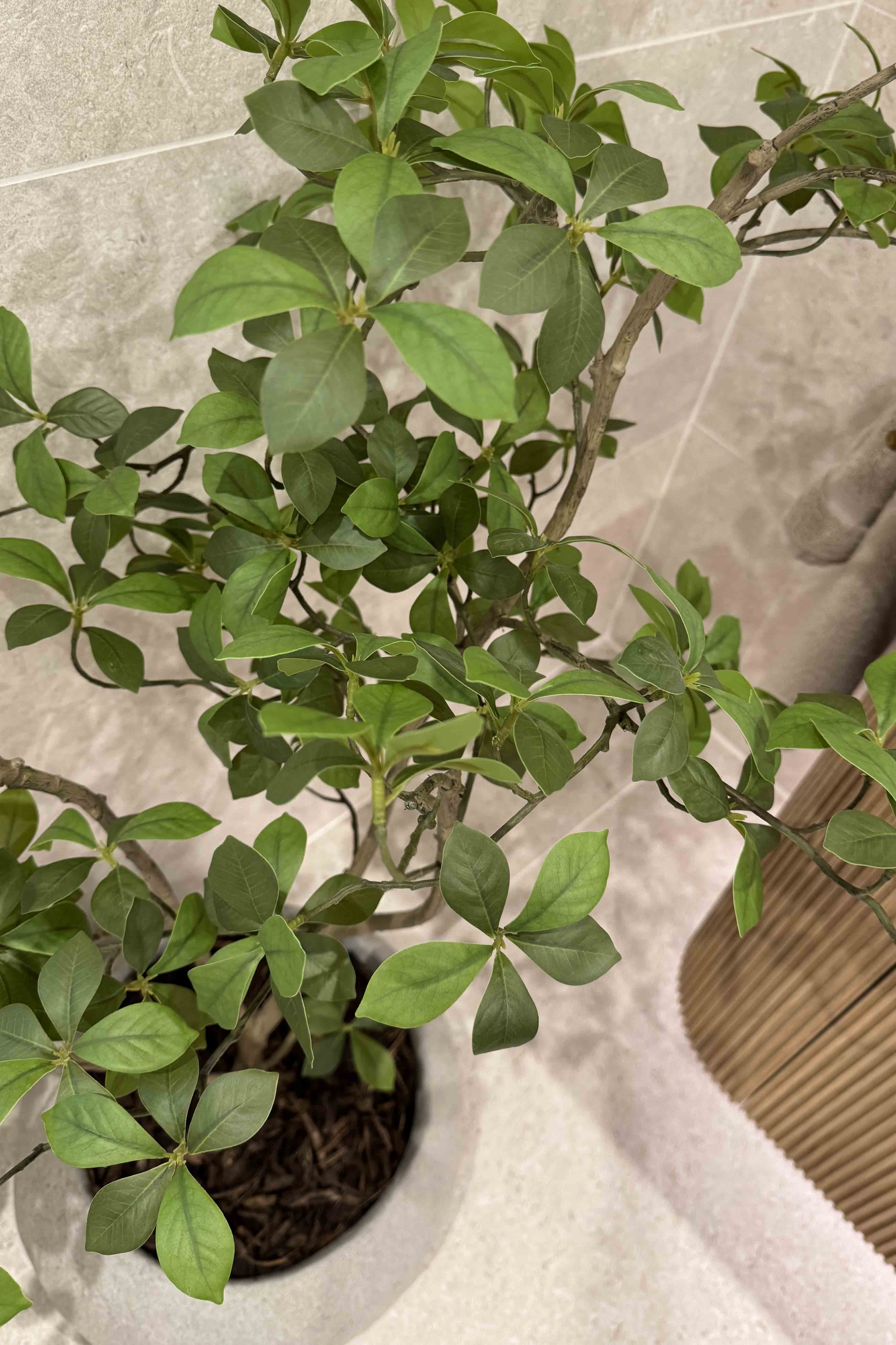 Gardenia Jasmin Leaf h120cm RTfact Flowers 