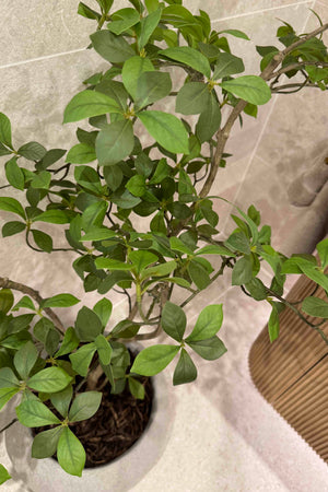 Gardenia Jasmin Leaf h120cm RTfact Flowers 