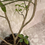 Gardenia Jasmin Leaf h120cm RTfact Flowers 