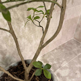 Gardenia Jasmin Leaf h120cm RTfact Flowers 