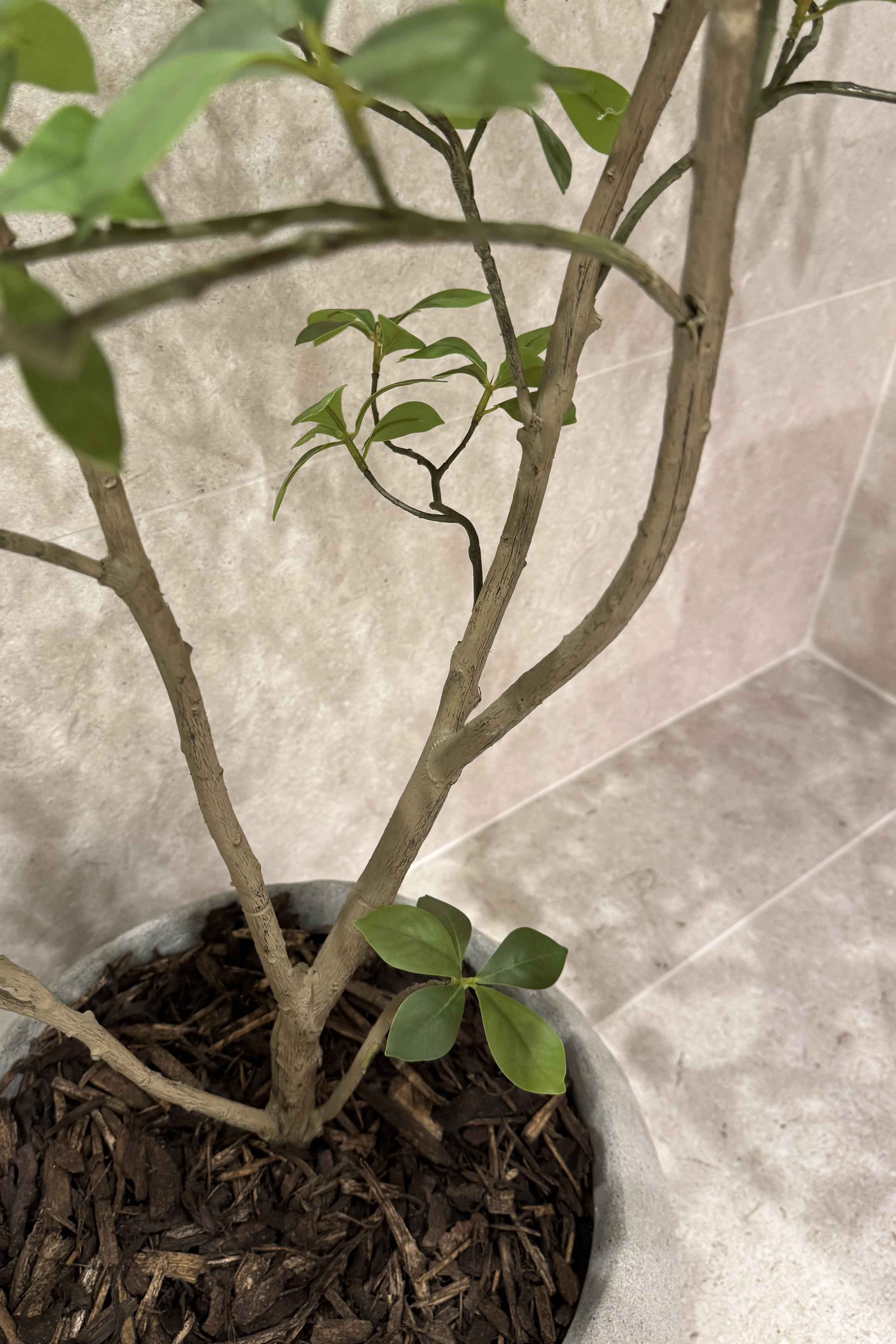 Gardenia Jasmin Leaf h120cm RTfact Flowers 
