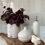 Purple Basil in a Pale Stone Pot RTfact Flowers 