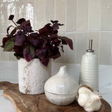 Purple Basil in a Pale Stone Pot RTfact Flowers 