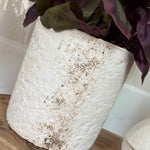 Purple Basil in a Pale Stone Pot RTfact Flowers 