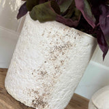 Purple Basil in a Pale Stone Pot RTfact Flowers 