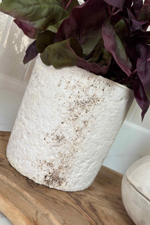 Purple Basil in a Pale Stone Pot RTfact Flowers 