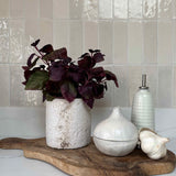 Purple Basil in a Pale Stone Pot RTfact Flowers 