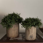 Mind Your Own Business in a Wooden Pot (Set of 2) RTfact Flowers 