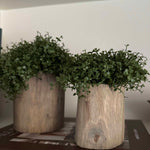 Mind Your Own Business in a Wooden Pot (Set of 2) RTfact Flowers 