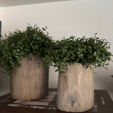 Mind Your Own Business in a Wooden Pot (Set of 2) RTfact Flowers 