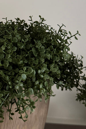 Mind Your Own Business in a Wooden Pot (Set of 2) RTfact Flowers 