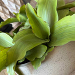 Succulent in a Grey textured bowl RTfact Flowers 