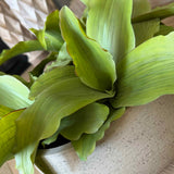 Succulent in a Grey textured bowl RTfact Flowers 