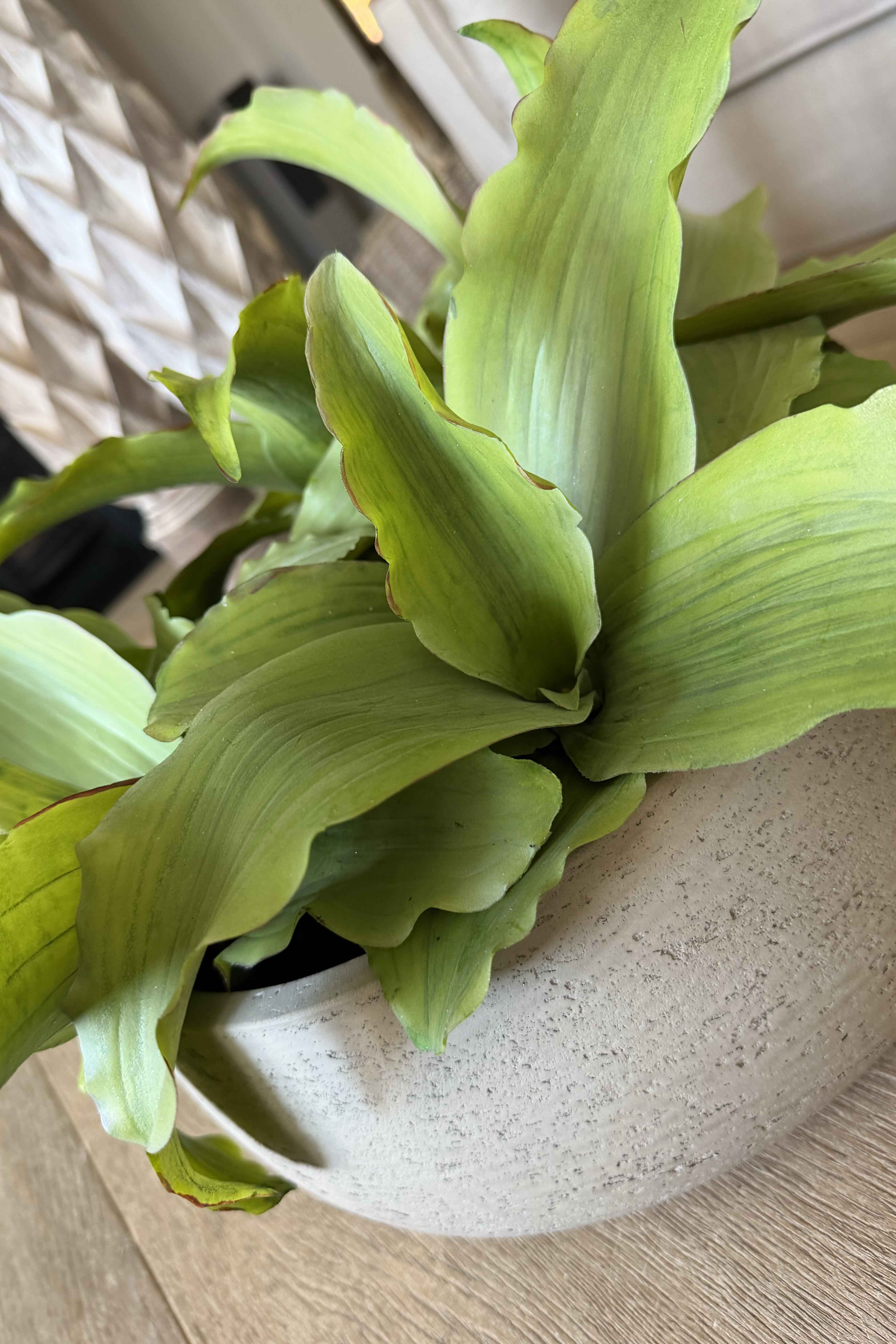 Succulent in a Grey textured bowl RTfact Flowers 