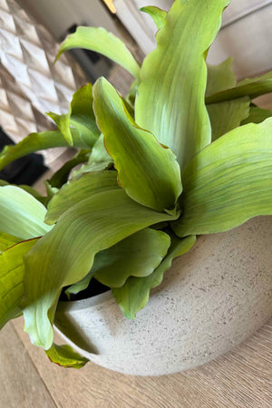 Succulent in a Grey textured bowl RTfact Flowers 
