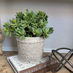 Jade Plant in a Speckled Ceramic Pot RTfact Flowers 