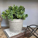Jade Plant in a Speckled Ceramic Pot RTfact Flowers 