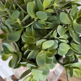Jade Plant in a Speckled Ceramic Pot RTfact Flowers 