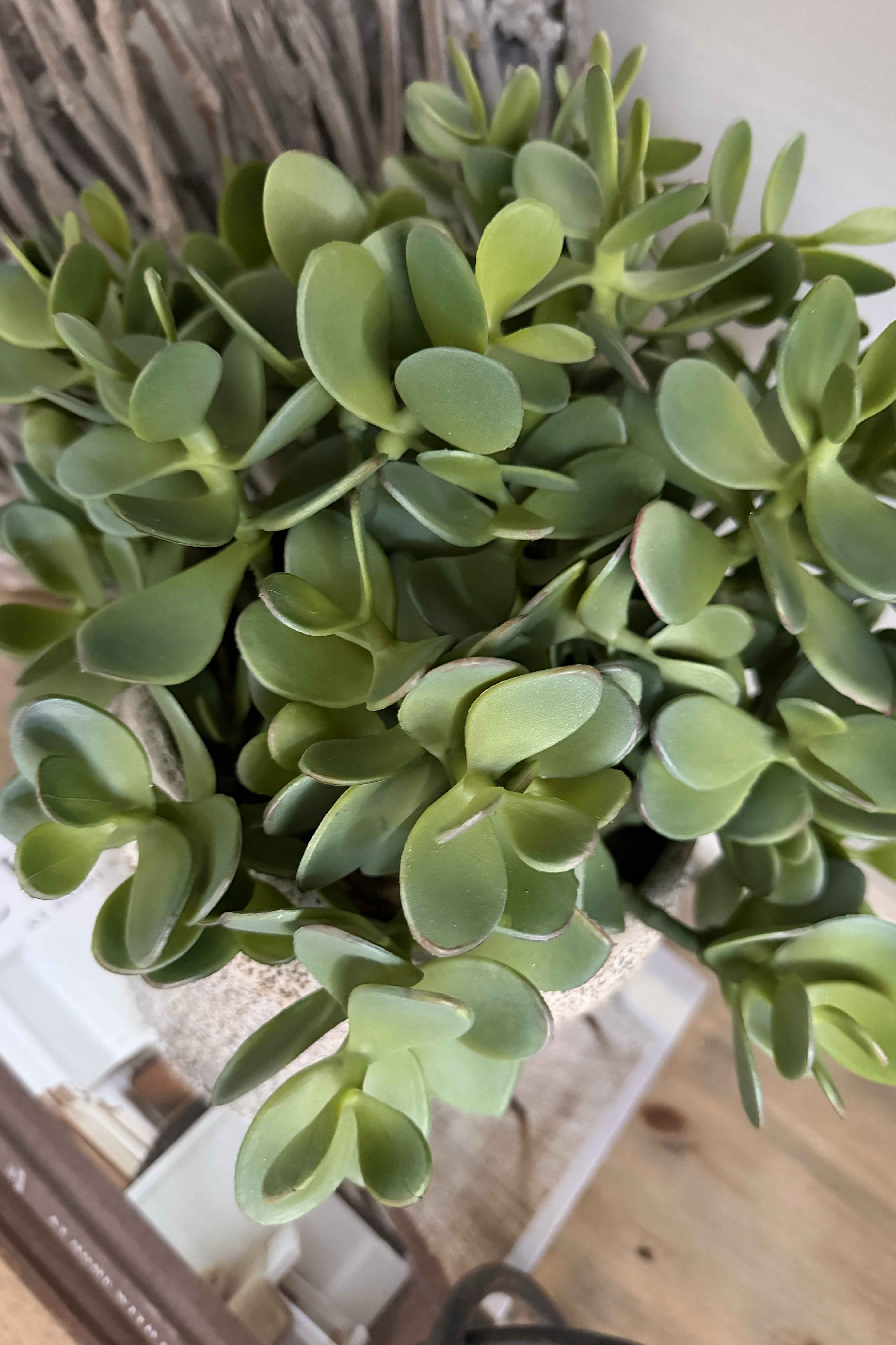 Jade Plant in a Speckled Ceramic Pot RTfact Flowers 