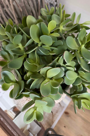 Jade Plant in a Speckled Ceramic Pot RTfact Flowers 