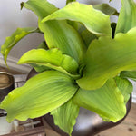 Succulent in a Metallic Bronze Vase RTfact Flowers 