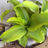 Succulent in a Metallic Bronze Vase RTfact Flowers 