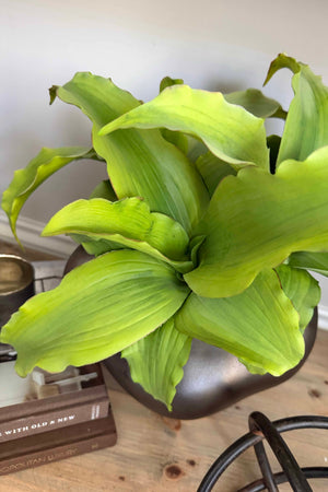 Succulent in a Metallic Bronze Vase RTfact Flowers 