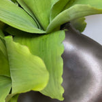 Succulent in a Metallic Bronze Vase RTfact Flowers 