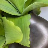 Succulent in a Metallic Bronze Vase RTfact Flowers 