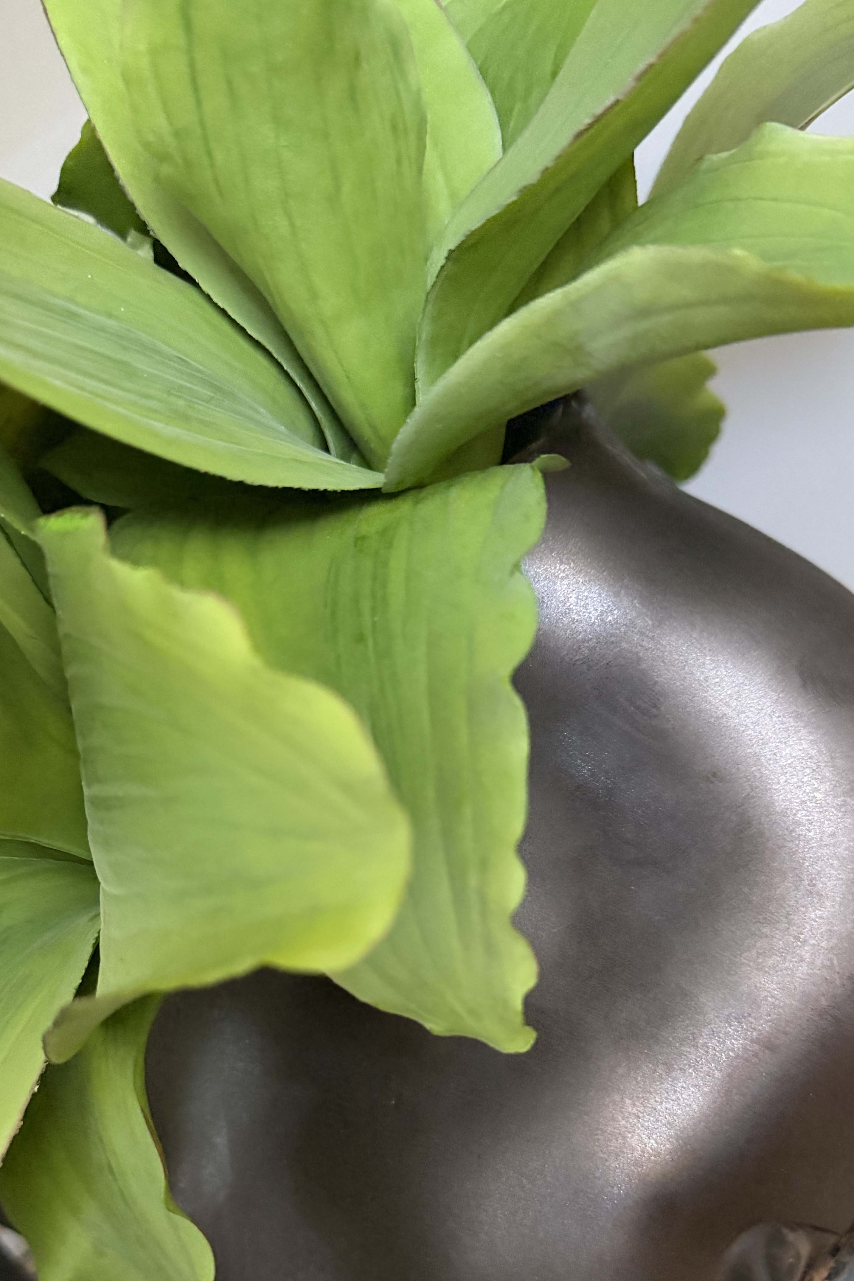 Succulent in a Metallic Bronze Vase RTfact Flowers 