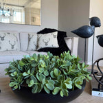 Jade Plant in a Black Metal Bowl RTfact Flowers 