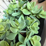 Jade Plant in a Black Metal Bowl RTfact Flowers 
