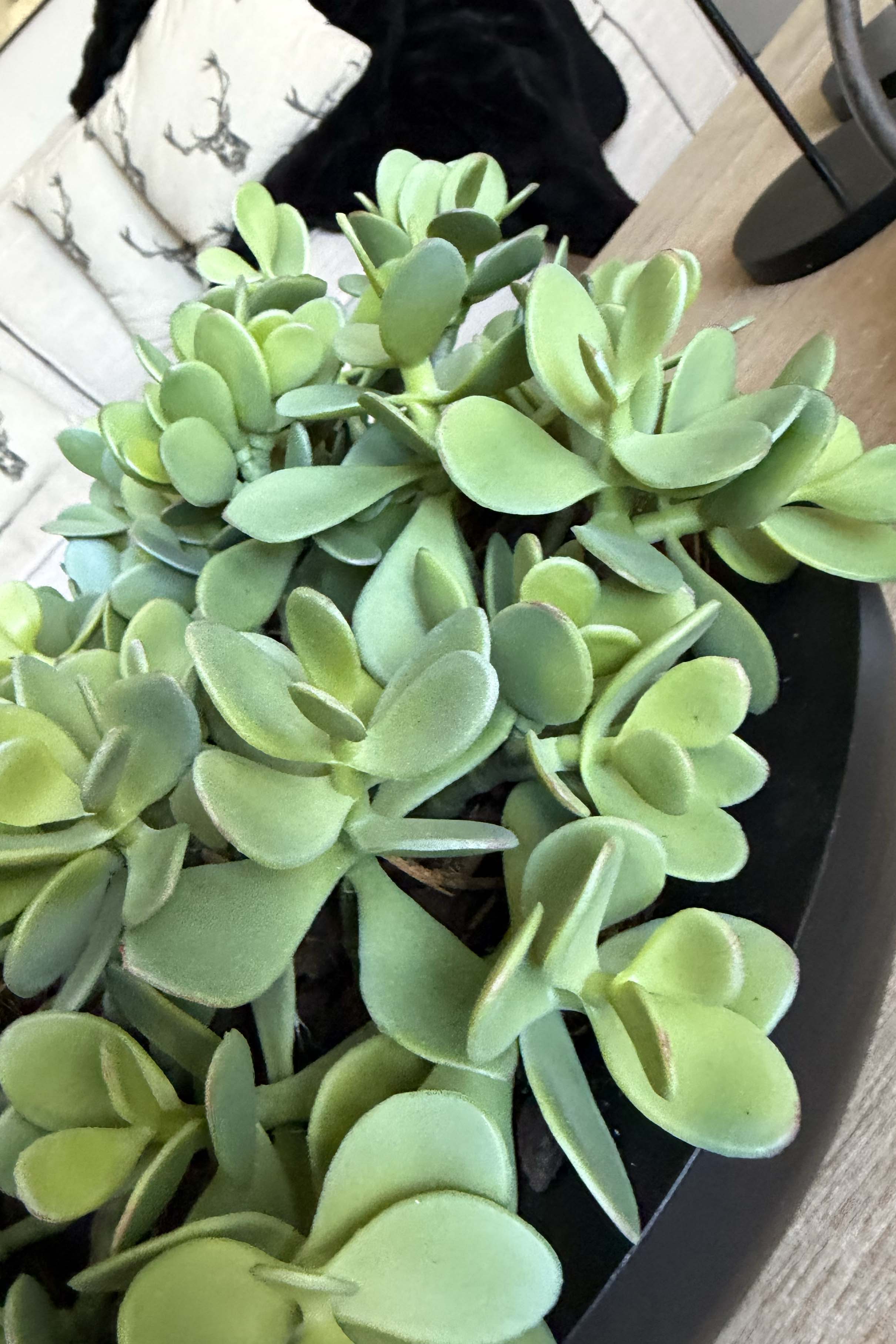 Jade Plant in a Black Metal Bowl RTfact Flowers 