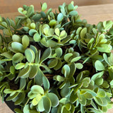 Jade Plant in a Black Metal Bowl RTfact Flowers 