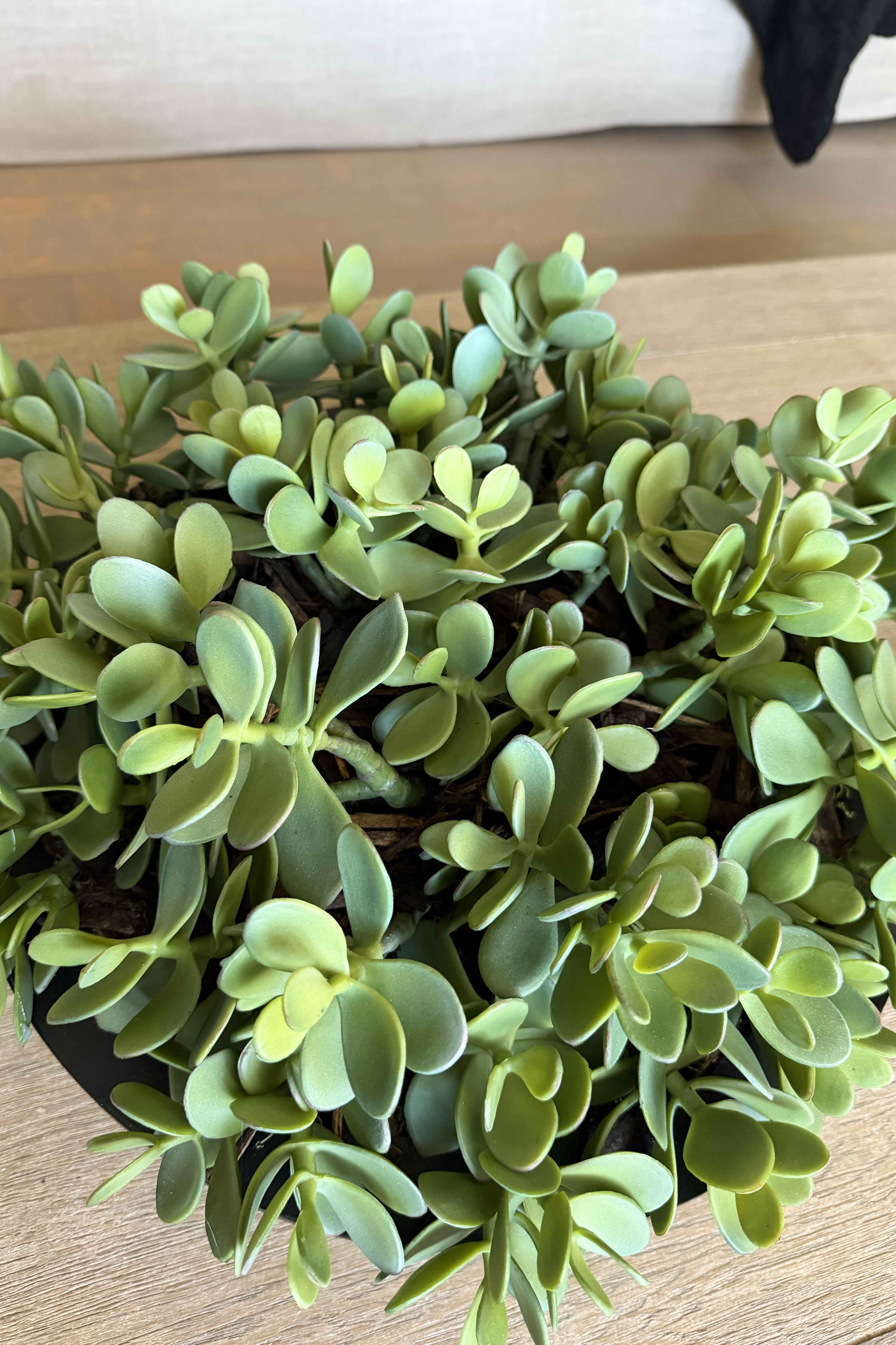 Jade Plant in a Black Metal Bowl RTfact Flowers 