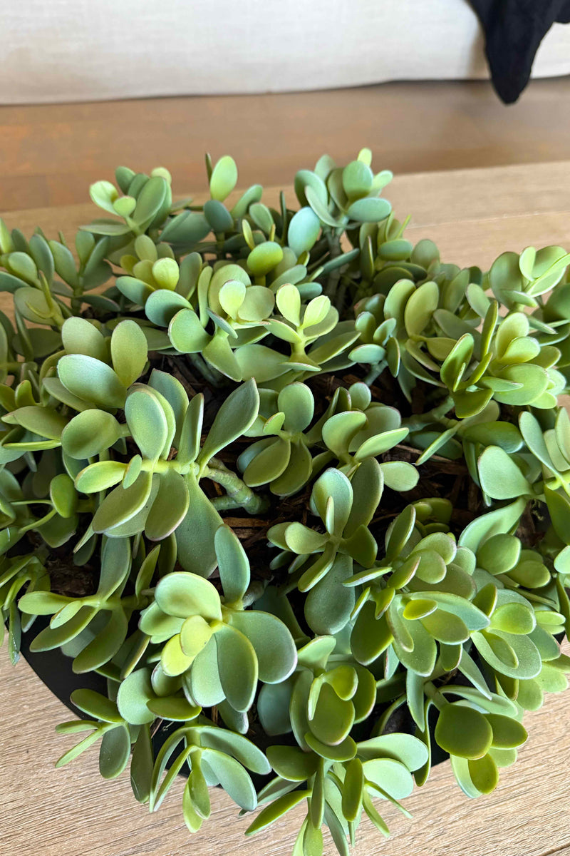 Jade Plant in a Black Metal Bowl – RTfact Flowers