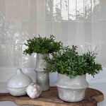 Tea Bush in a White Stone Vase (short) RTfact Flowers 