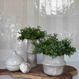 Tea Bush in a White Stone Vase (short) RTfact Flowers 