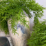 Asparagus Fern in Textured Ceramic Vases RTfact Flowers 