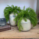 Asparagus Fern in Textured Ceramic Vases RTfact Flowers 