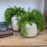 Asparagus Fern in Textured Ceramic Vases RTfact Flowers 